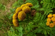 fleursvosges067