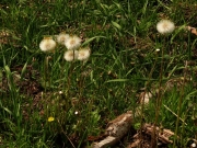 fleursvosges068
