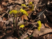 fleursvosges069