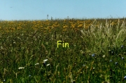 fleursvosges998