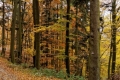 AutomneCS1
