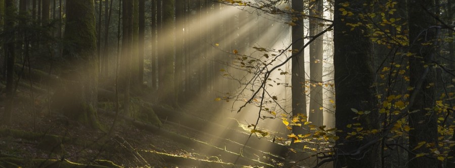 Soleil en forêt au lac de pierre percée