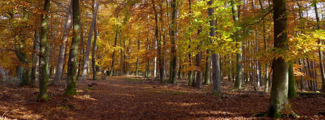 AutomneCS14